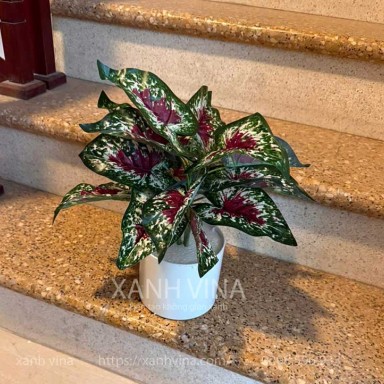 Cây giả để bàn cao 35cm